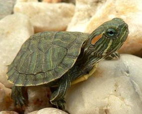 巴西龟在水里睡觉会淹死吗 