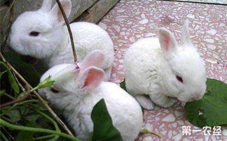 濑兔养殖 养殖濑兔的饲养方法