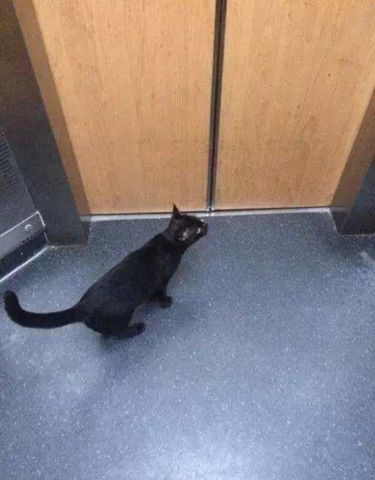 乘电梯下楼遇见只黑猫,黑猫刚出电梯,猫情人就在门口等着了