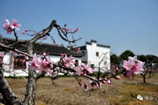 春天去哪赏花 金山田野百花节攻略来了