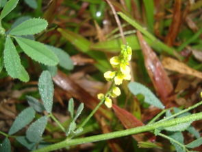 野生植物,三出复叶,黄花,开在穗上,请问名字 