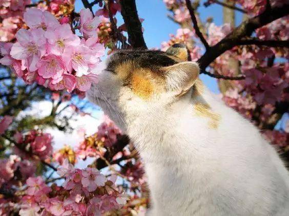 樱花丛中的喵咪,简直太美了