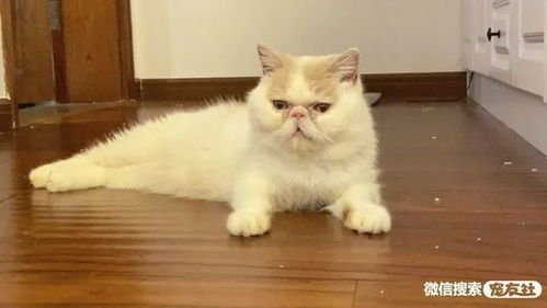 南京宠物领养 加菲猫吃halo自然光环猫粮,宠友社发布