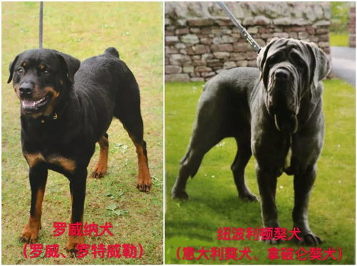 权威发布丨关于天津市建成区内禁养烈性犬种类的通告