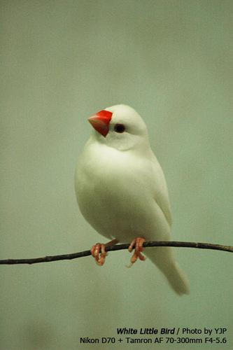 红嘴,白色的小鸟叫什么名字 