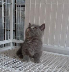 曼基康猫多少钱一只,乳白曼基康蓝白曼基康哪个贵？