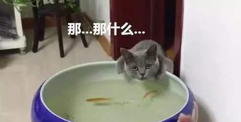 猫偷捞鱼缸里的鱼,被主人当场抓现行,猫 不是你想那样 没偷鱼