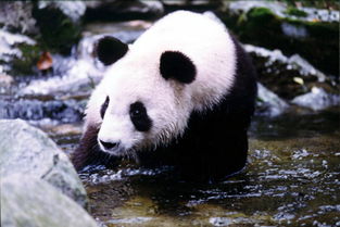 佛坪大熊猫保护区介绍 佛坪大熊猫保护区旅游