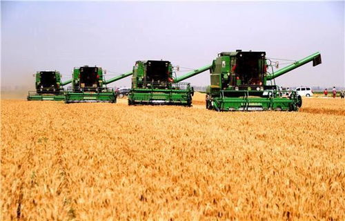 眼看收麦子了,专家却呼吁禁止使用收割机割麦,农民 要累死我们
