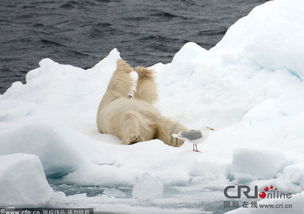 超萌北极熊冰面大做 瑜伽 伸手动腿滑稽搞笑 三 
