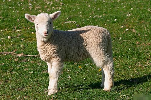 十羊九苦 ,生肖羊以下4月出生最好命,福泽深厚,财源滚滚