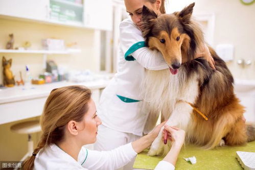 为什么有些宠物医生不配型直接输,狗狗献血输血的注意事项 