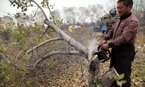 苹果喂猪 果农砍树当柴烧 今年水果市场到底咋了 