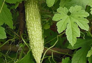 苦瓜是凉性还是温性的蔬菜 如何栽培才能优质高产 附相关种植技术