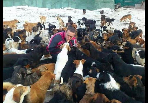志愿者建收容所救助流浪狗,收养上千只狗太不容易,一路太坎坷