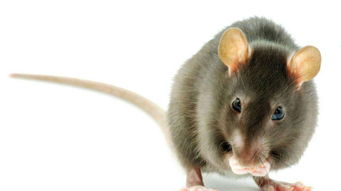 为什么老鼠喜欢咬东西,尤其是硬邦邦的东西呢 涨知识了