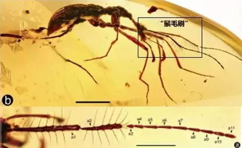 新发现的亿年前恐怖昆虫,究竟有多 恐怖