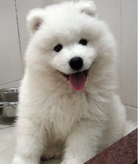 标题 南京纯种萨摩犬是怎么卖的 南京出售纯种萨摩犬 南京萨摩包多久 
