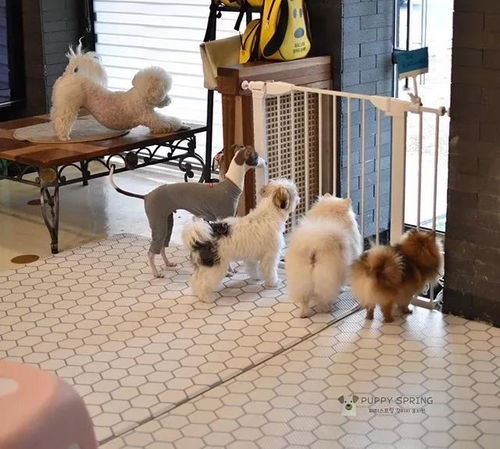 韩国狗狗幼儿园课程表曝光,原来它们上学不止打闹和睡觉