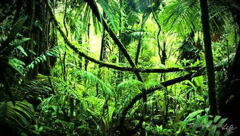 热带雨林会遇到什么险境而又有什么求生办法