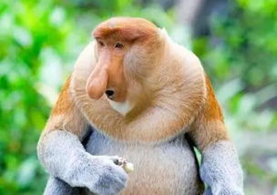 猴是最丑的动物吗（孙悟空老婆图片）