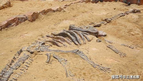 恐龙灭亡到底怎么回事 墨西哥岩石样本和印度岩石揭示可怕的毁灭