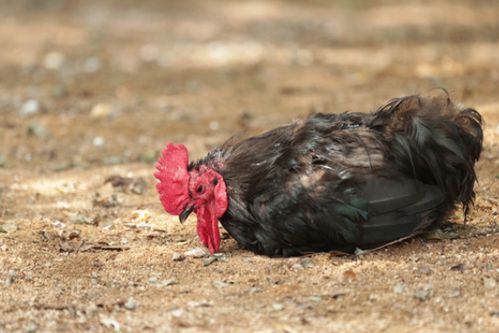 肉鸡场场区应该如何正确规划