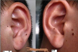 面相大全之耳相解析 什么样的耳朵面相最好 