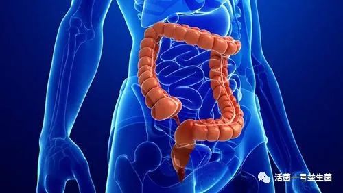直肠和结肠分别在身体的哪个部位(直肠和结肠在什么位置图片)