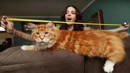 古瓷猎奇丨世界上超大的猫 能吃到你破产,你确定这不是虎