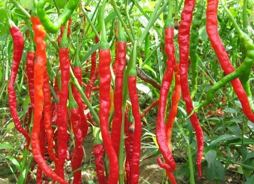 世界上最辣的辣椒 吃多了会造成什么后果 