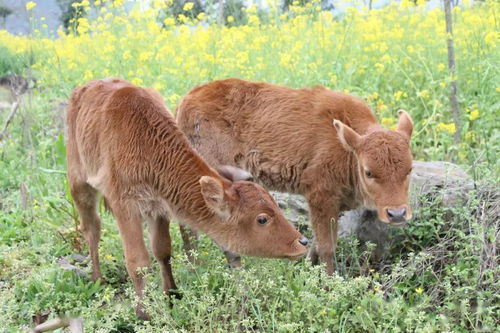 双胞胎牛犊长大后能生牛吗(双胞胎母牛犊有生育能力吗)