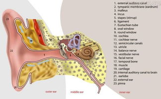 人的器官图对应图