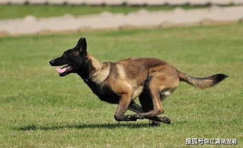 中国的本土犬 马犬,为什么很少看到它们的身影