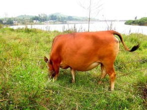 黄牛和水牛有什么区别