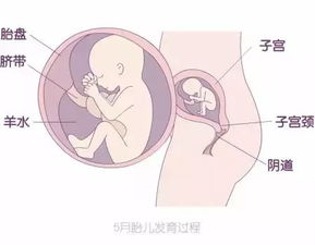 怀孕5个月胎儿图(怀孕五个月宝宝在肚子里的姿势图片)