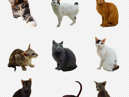 卡通猫可爱小猫咪海报素材背景图片PNG