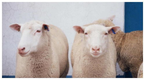 羊羊羊 九月份了不得,今晚开始起,运势大增,羊羊得意 腾讯新闻 