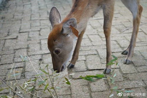 为什么给动物修蹄子都不洗干净(为什么要给动物修蹄子)