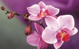 蝴蝶兰的寓意和象征风水,蝴蝶兰是印度尼西亚三大国花之一