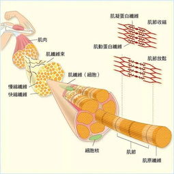 肌纤维知识