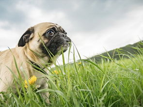 狗为什么吃草 