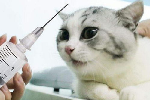 给猫咪注射疫苗应该注意哪些问题 