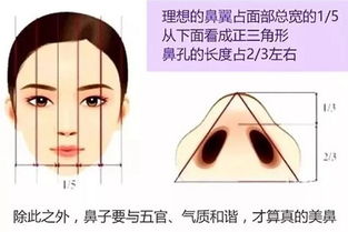 鼻子不是越高越好看