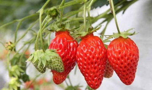 草莓富含多种维生素,种植草莓要做好六点,草莓个大还很甜