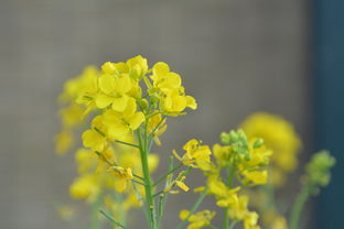 小黄花