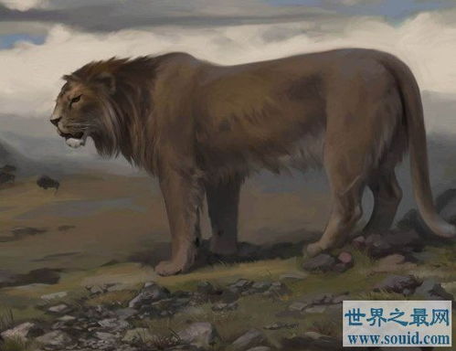 史上最大的狮子,就是著名的残暴狮 