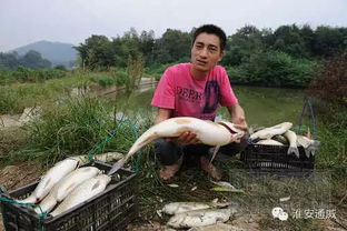 夏季暴雨天后池塘水质调节及鱼病防治方法