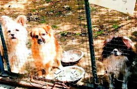 流浪动物救助中心募捐难 大冷天两千狗狗要断粮 