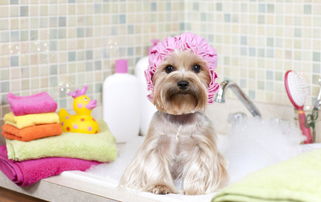 狗洗完澡要吹干吗 狗狗洗澡后打喷嚏怎么办